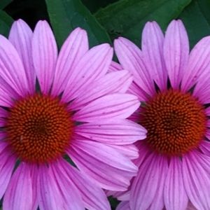 Meet your Posher, Renee